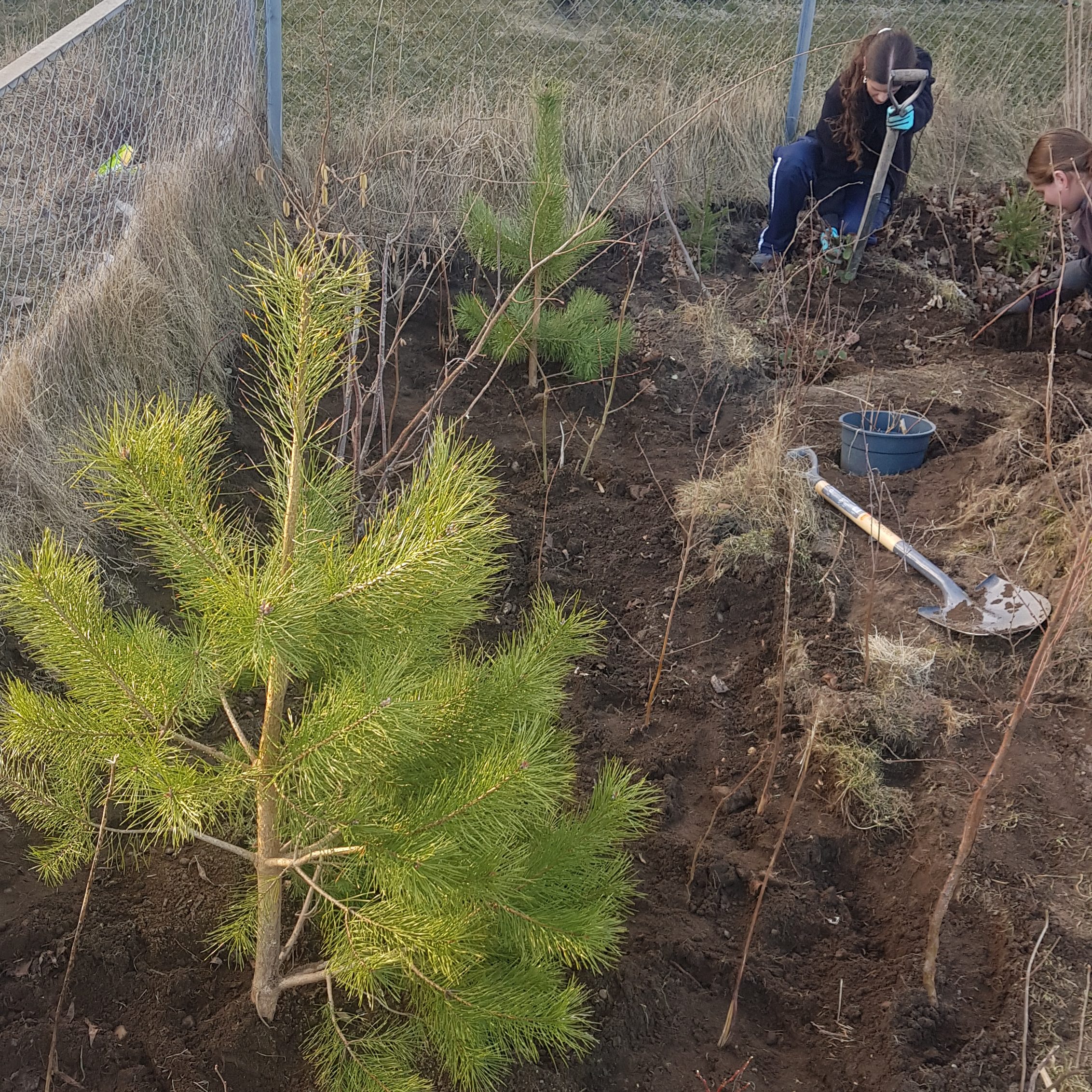 Planting av miniskog i Haga barnehage